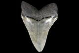 Serrated, Chubutensis Shark Tooth - Megalodon Ancestor #125582-1